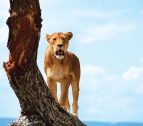 Manyara Lion