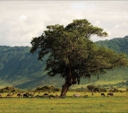 al cráter Ngorongoro