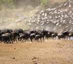 Serengeti migración