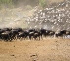 Serengeti Migration