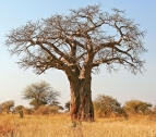 Tarangire árbol Baobab