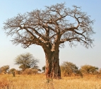 Tarangire baobab