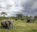 Tarangire Elephant